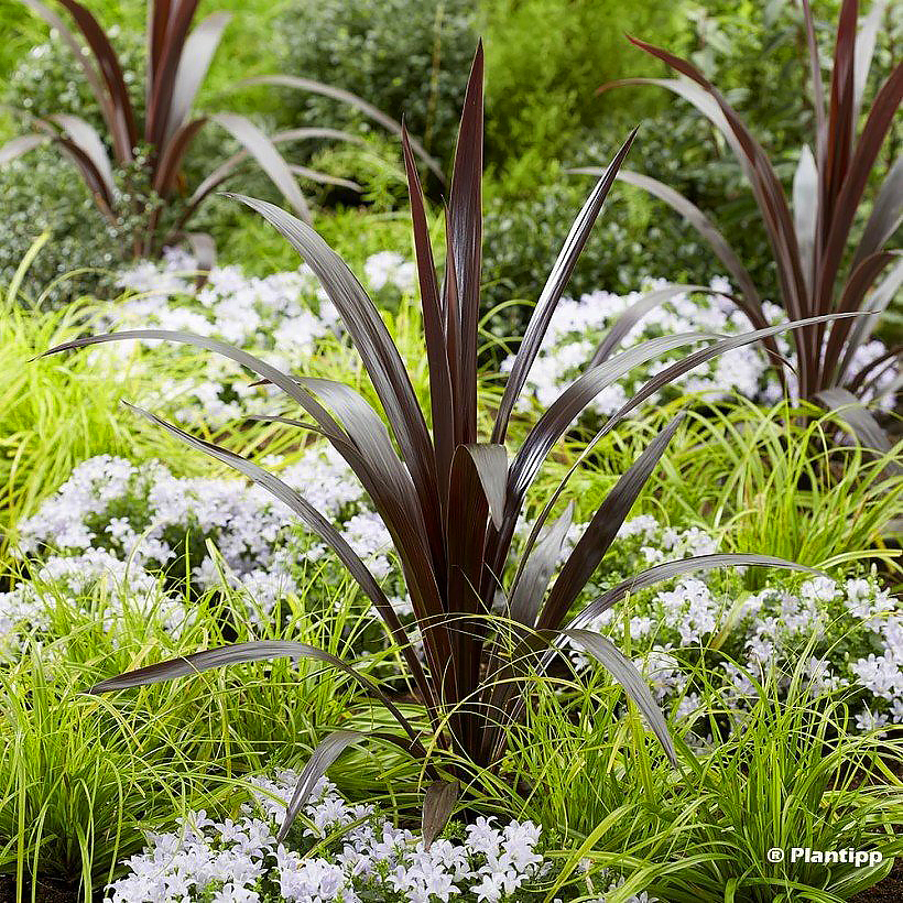 Cordyline - Keulenlilie