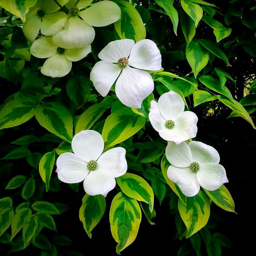 Cornus - Hartriegel