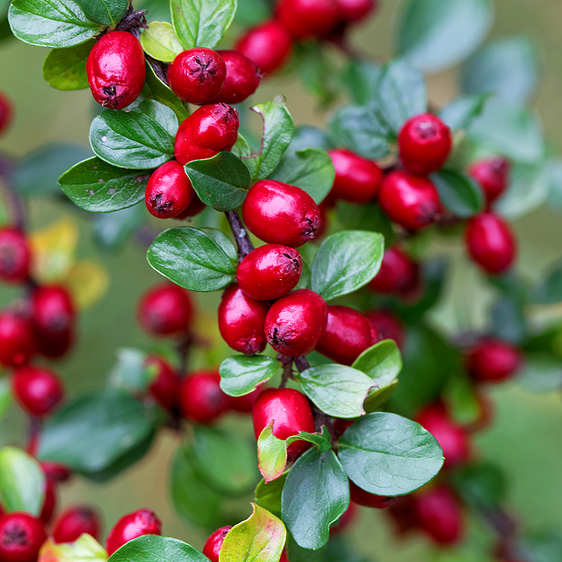 Cotoneaster - Zwergmispel