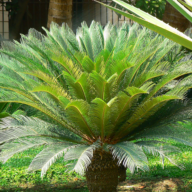 Cycas - Palmfarne