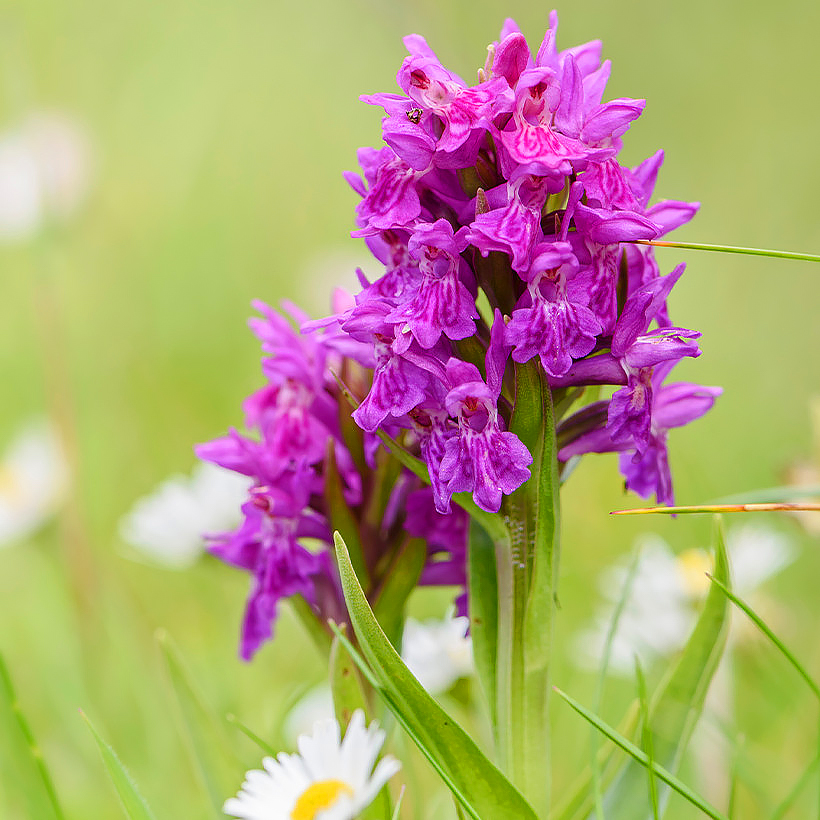 Dactylorhiza - Knabenkräuter