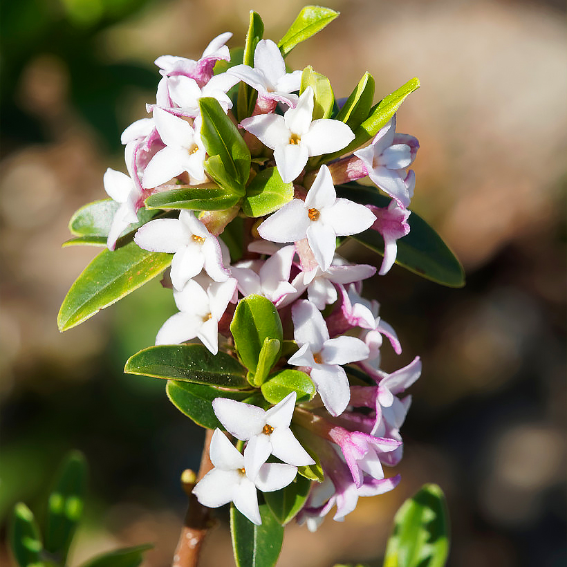 Daphne - Seidelbast