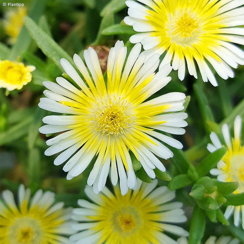 Delosperma - Mittagsblumen