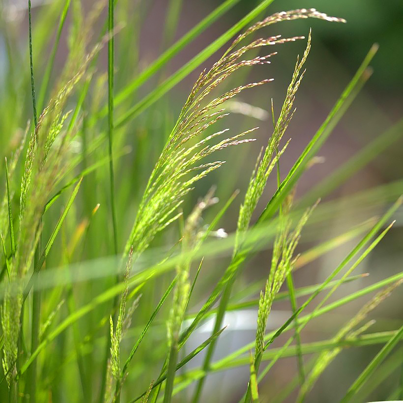 Deschampsia - Schmiele