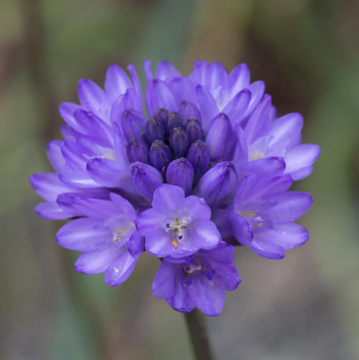 Dichelostemma - Feuerwerksblume