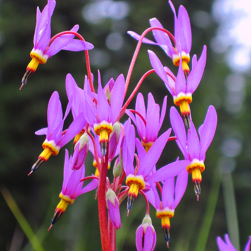 Dodecatheon - Götterblume