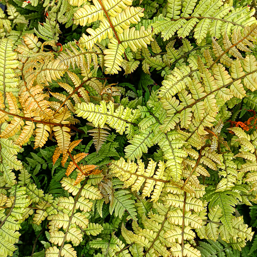 Dryopteris - Wurmfarn