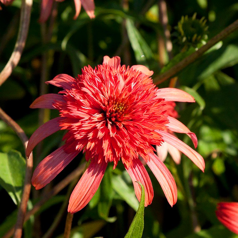 Echinacea - Sonnenhüte