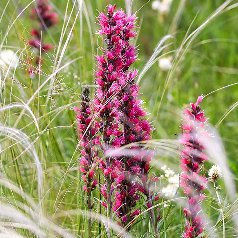 Echium - Natternkopf