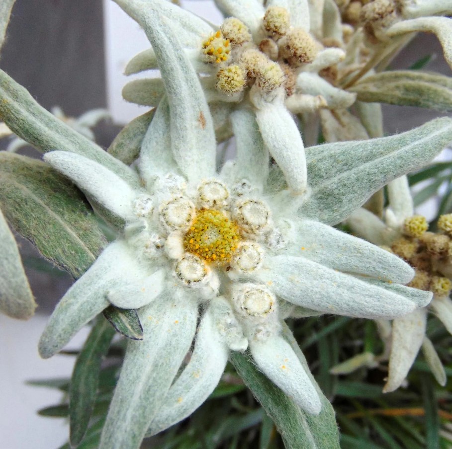 Edelweiss - Leontopodium