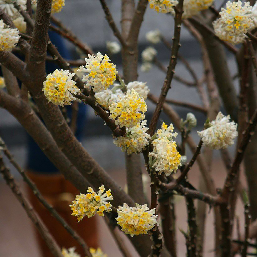 Edgeworthia - Japanischer Papierbusch