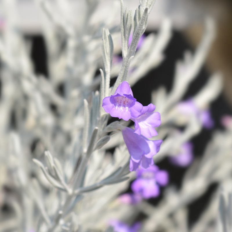 Eremophila