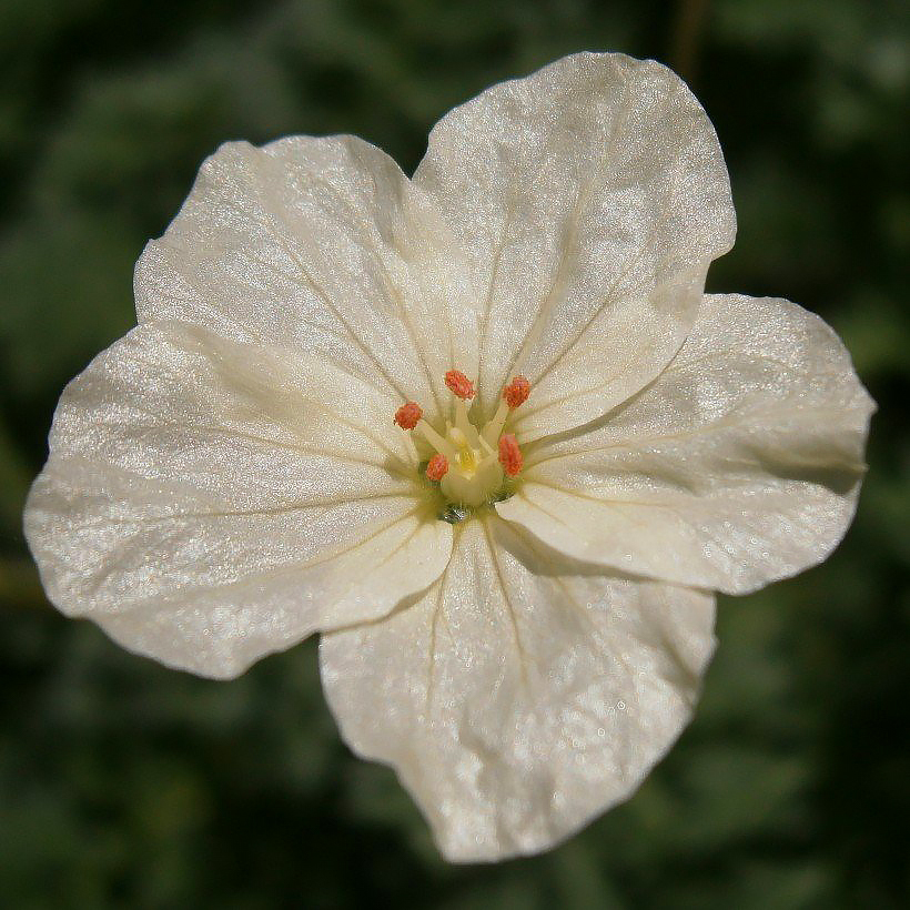 Erodium - Reiherschnabel