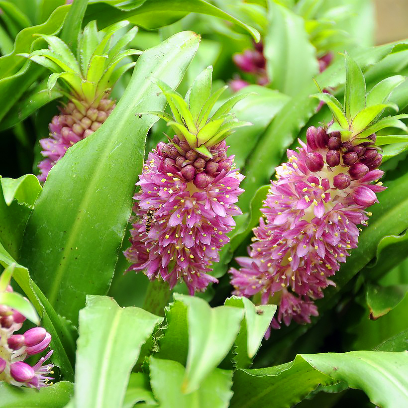 Eucomis - Schopflilie