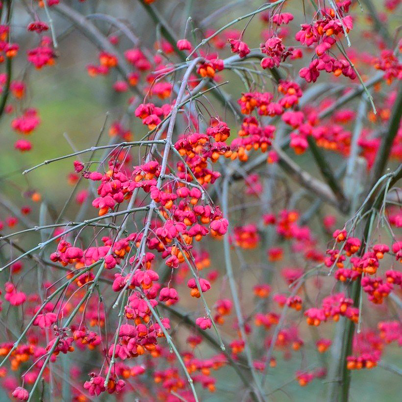 Euonymus - Pfaffenhütchen