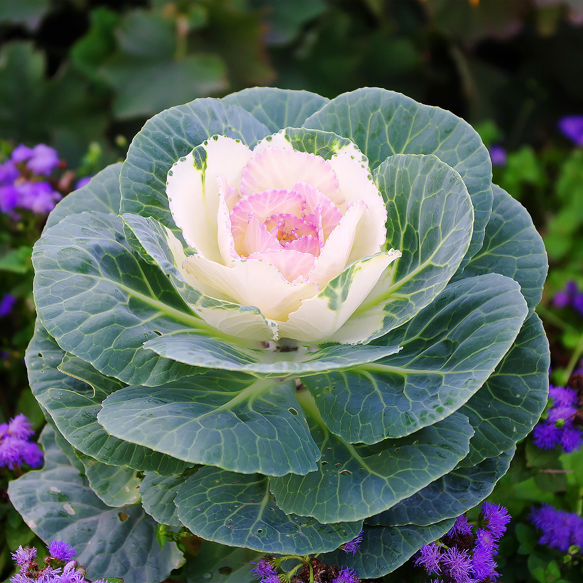 Brassicas - Zierkohl