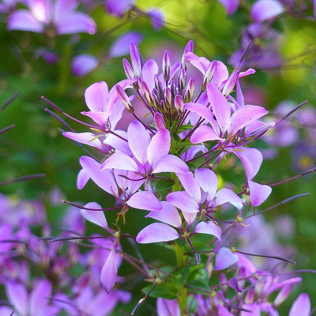 Cleome - Spinnenblume