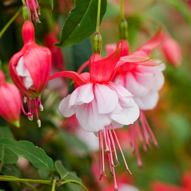 Fuchsien