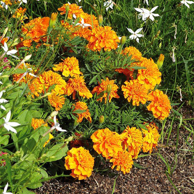 Tagetes - Studentenblume