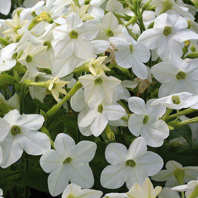 Nicotiana - Ziertabak