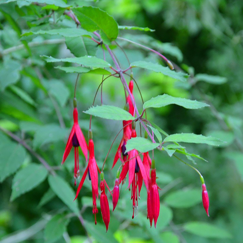 Winterharte Fuchsien