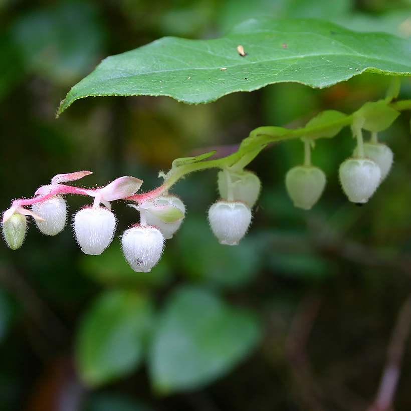 Scheinbeere - Gaultheria