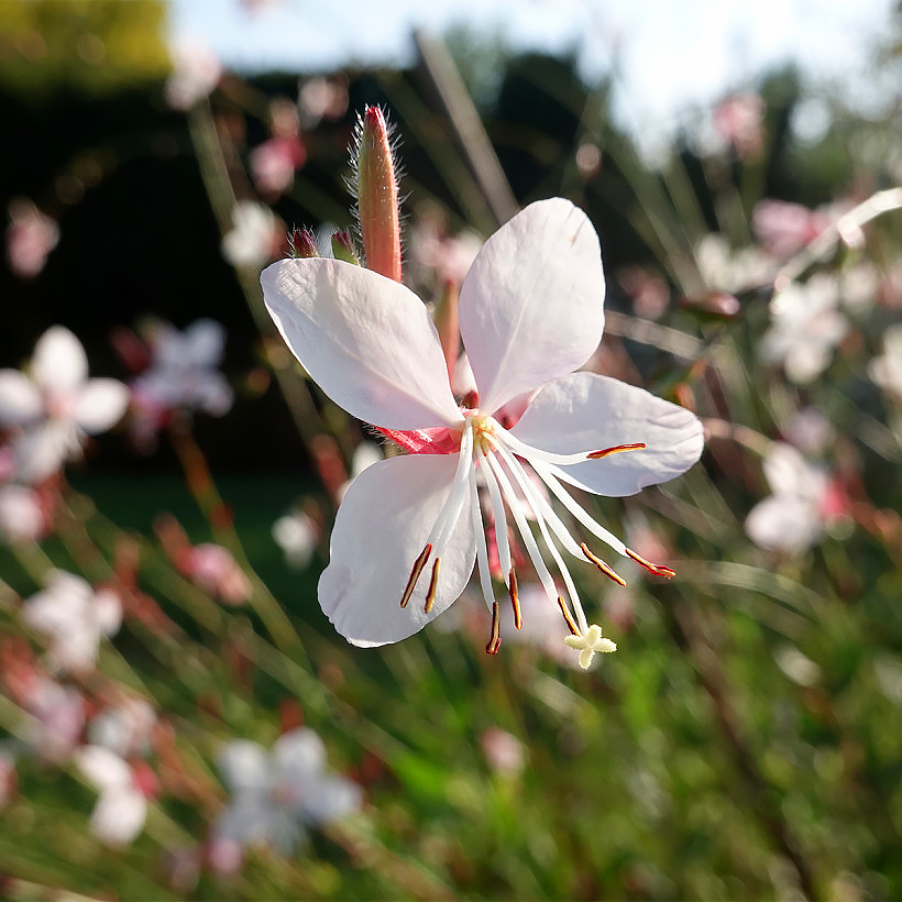 Gaura