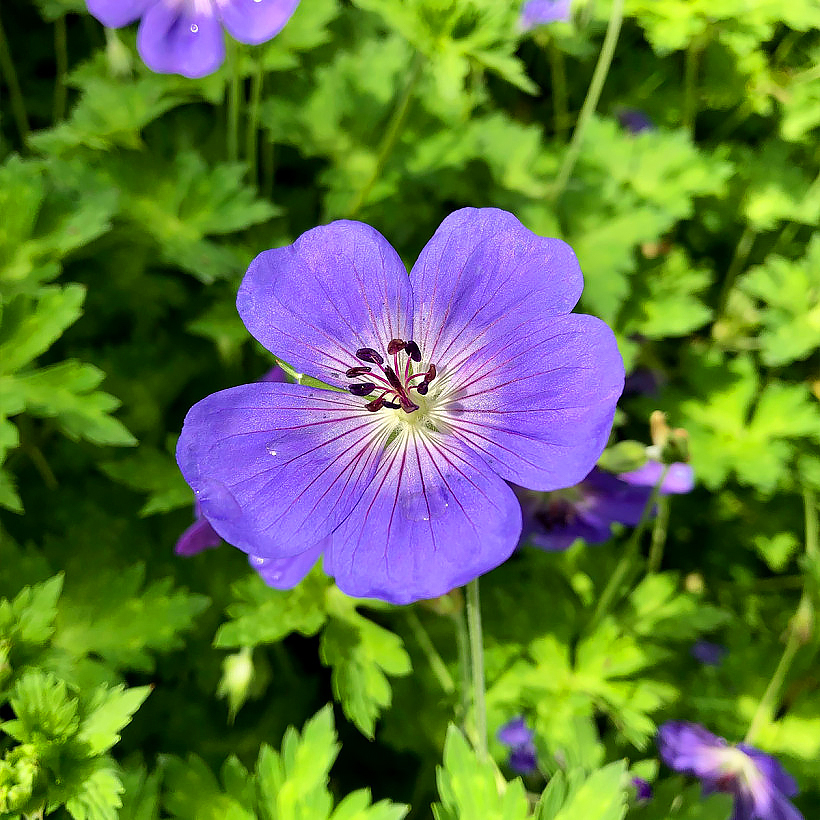 Geranium - Storchschnabel