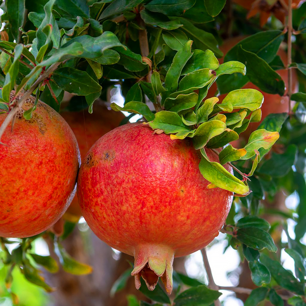 Fruchttragende Granatapfelbäume