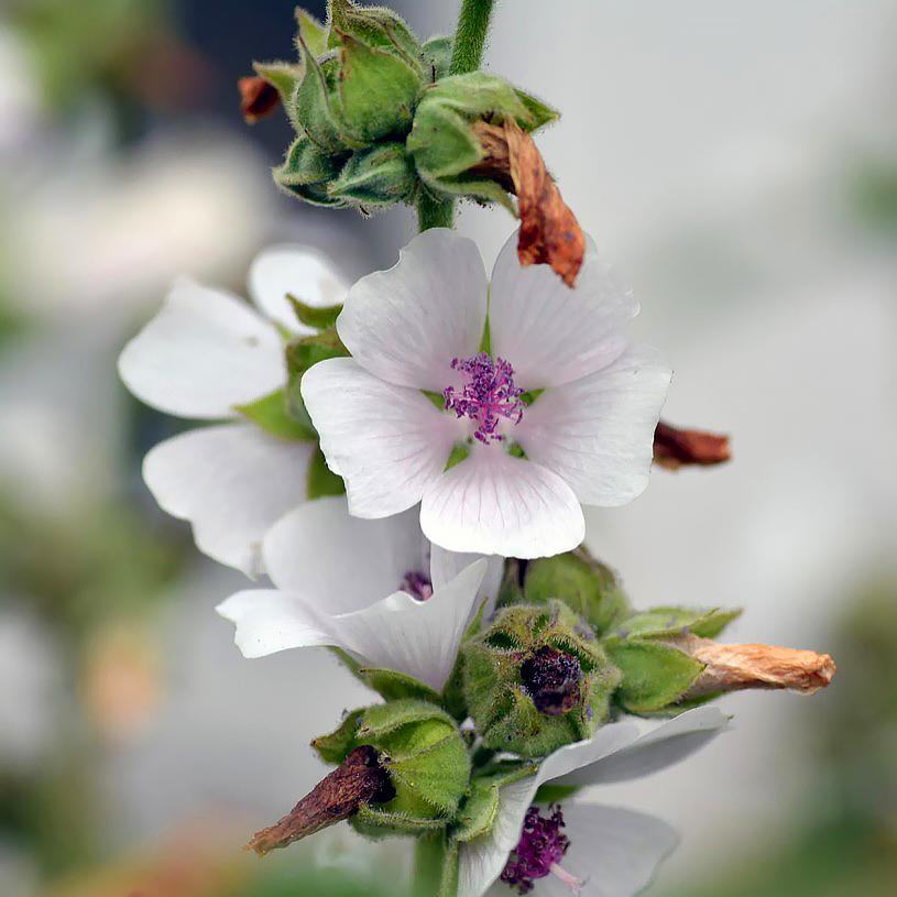 Althaea - Echte Eibisch