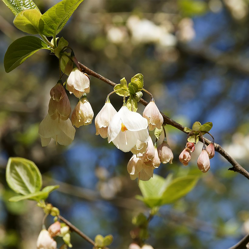 Halesia - Schneeglöckchenbaum