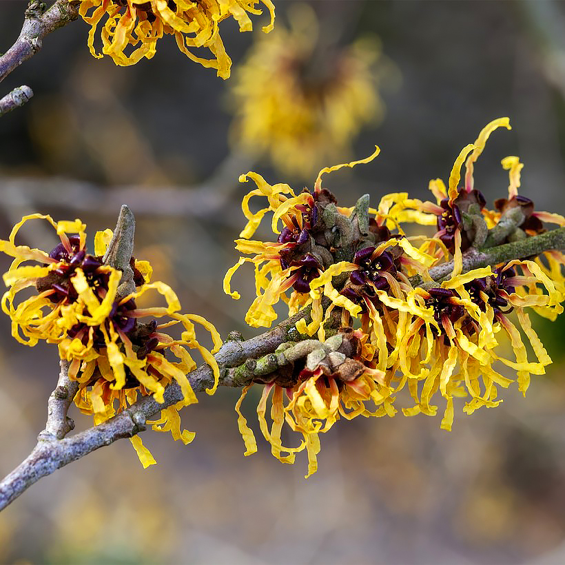 Hamamelis - Zaubernuss