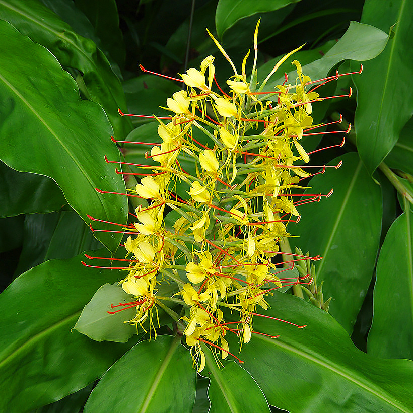 Hedychium - Ingwerlilien