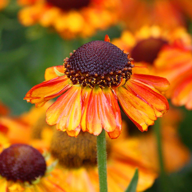 Helenium - Sonnenbraut