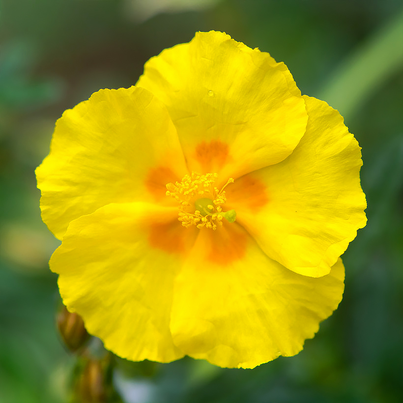 Helianthemum - Sonnenröschen