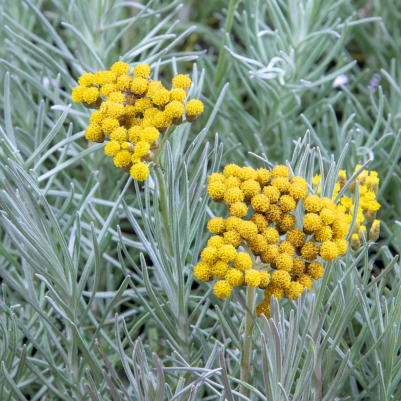 Helichrysum