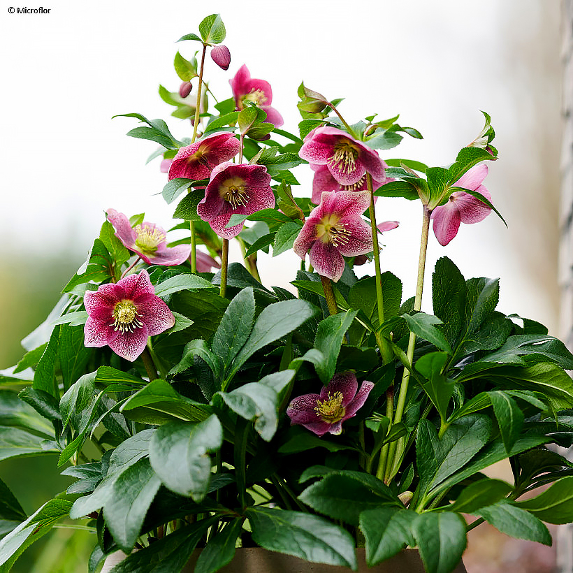 Helleborus - Lenzrosen