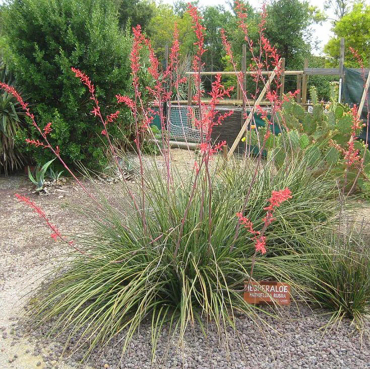 Hesperaloe - Rote Yucca