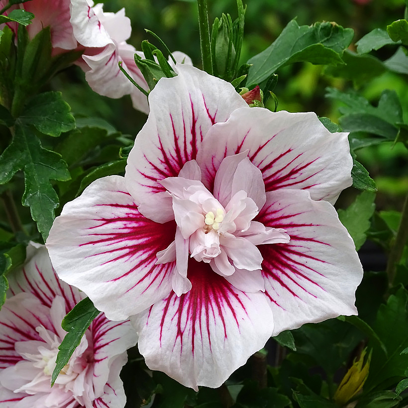 Hibiskus