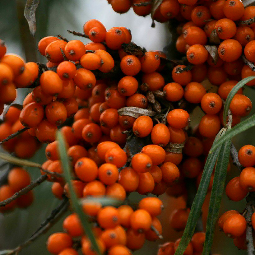 Hippophae - Sanddorn