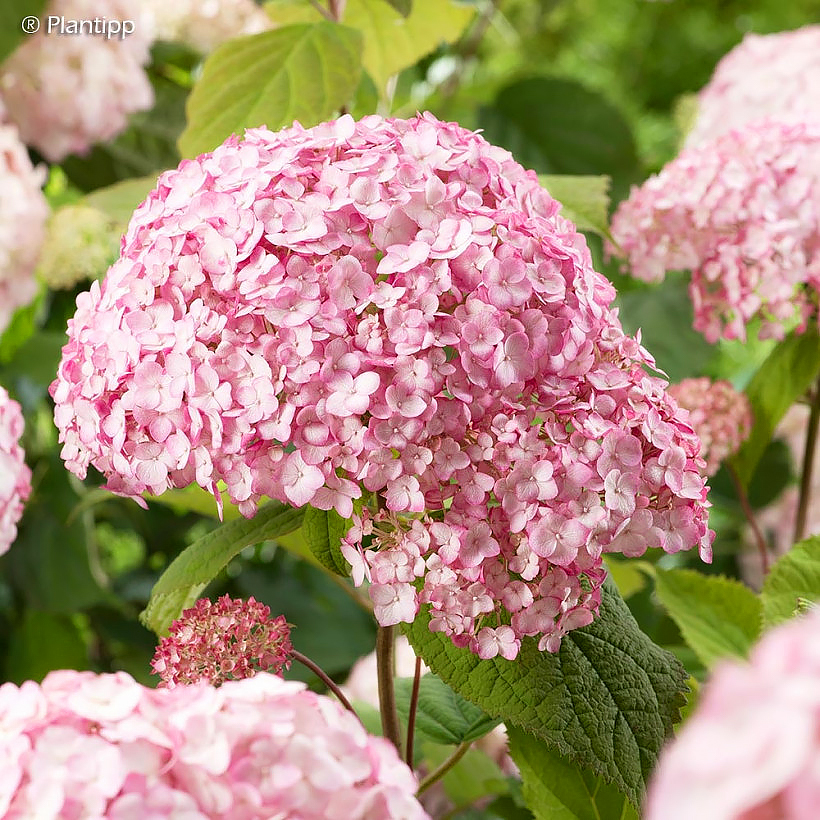 Hydrange arborescens - Ballhortensie