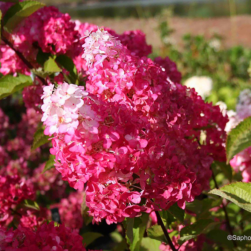 Hydrangea paniculata - Rispenortensie