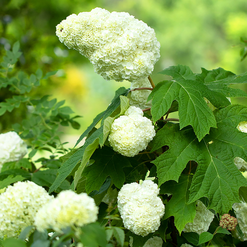 Hydrange quercifolia - Eichenblättrige Hortensie