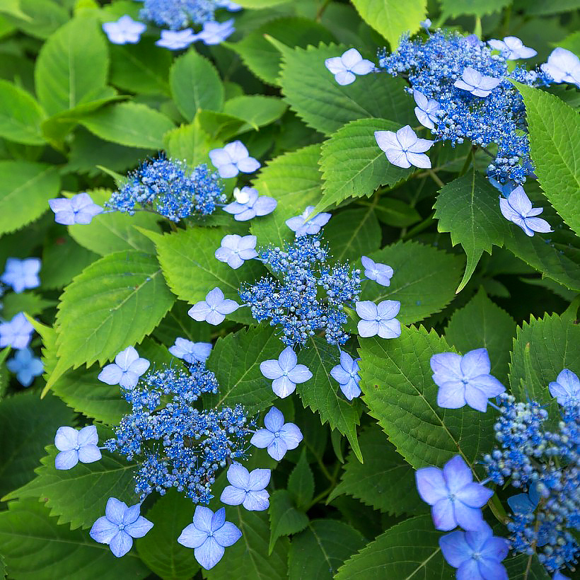 Hydrangea serrata - Tellerhortensie