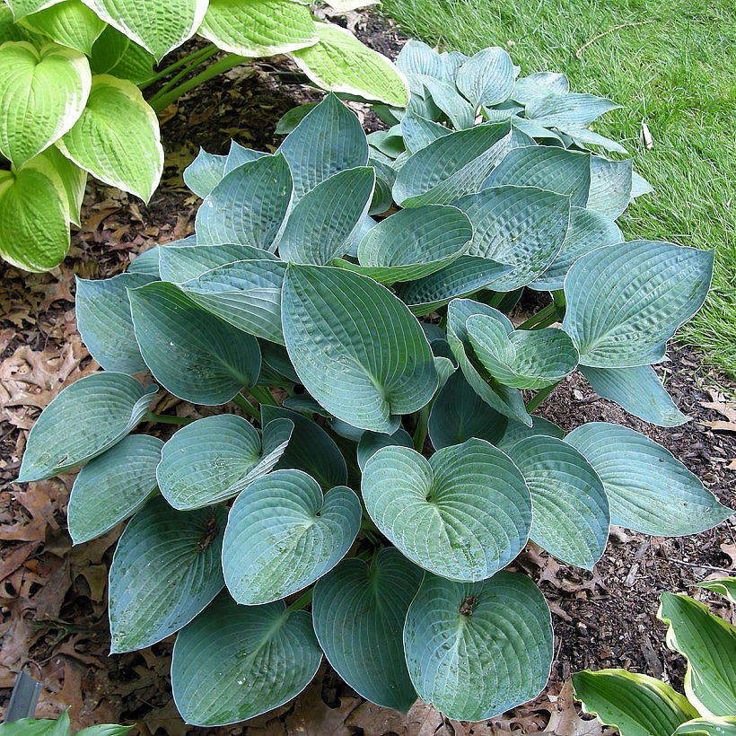 Hostas mit blauem Laub