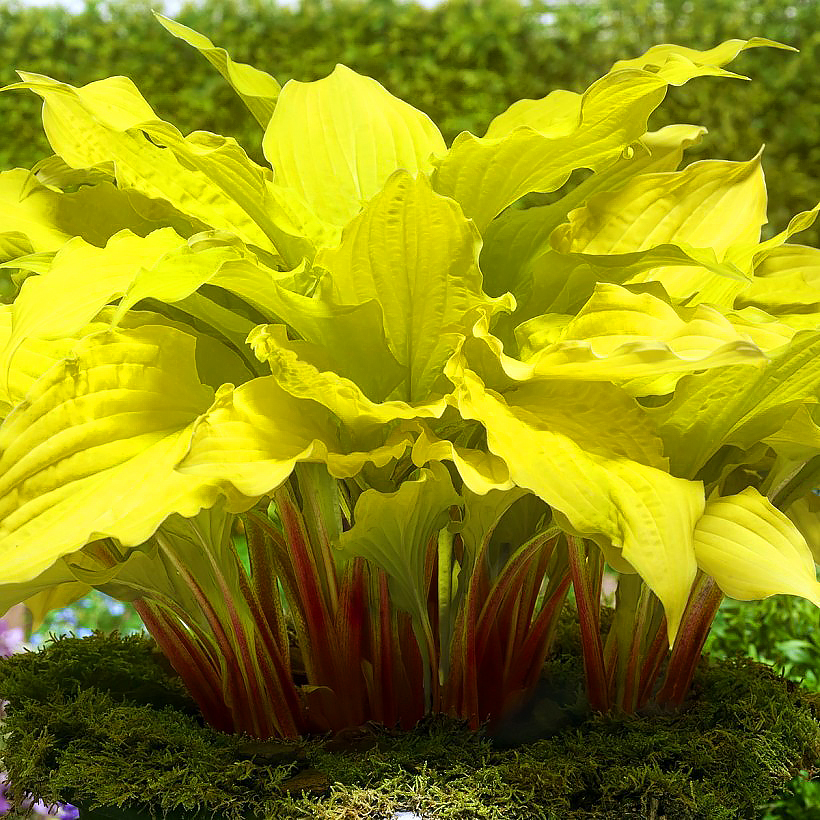 Hostas mit gelbem oder goldenem Laub