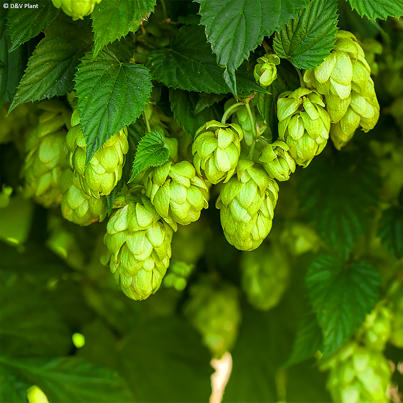 Hopfen