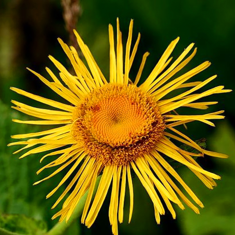 Inula - Alant