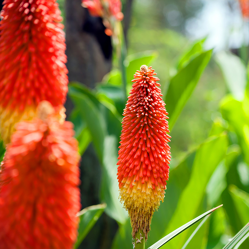 Kniphofia - Fackellilien