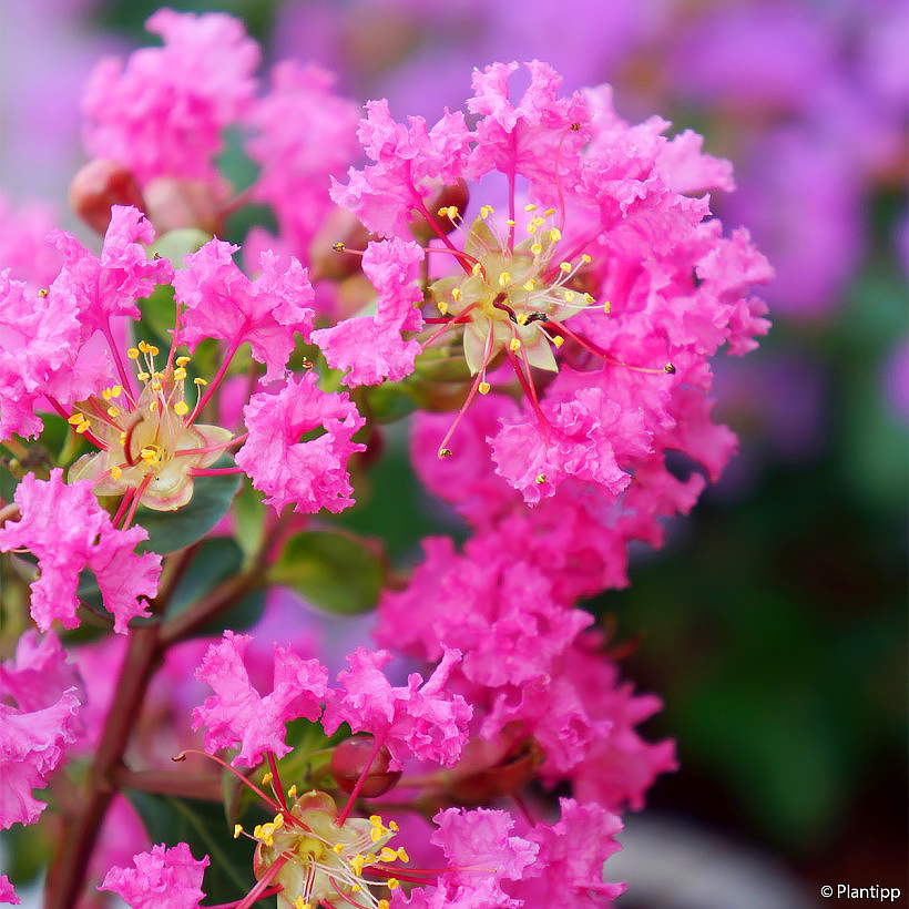 Lagerströmien in Rosa